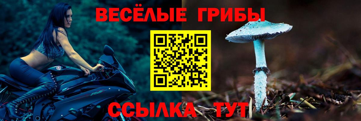 купить наркоту  Знаменск  Псилоцибиновые грибы MAGIC MUSHROOMS  Галлюциногенные грибы GOLDEN TEACHER 